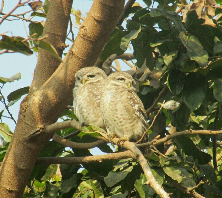Spotted Owlet - AVINASH SHARMA