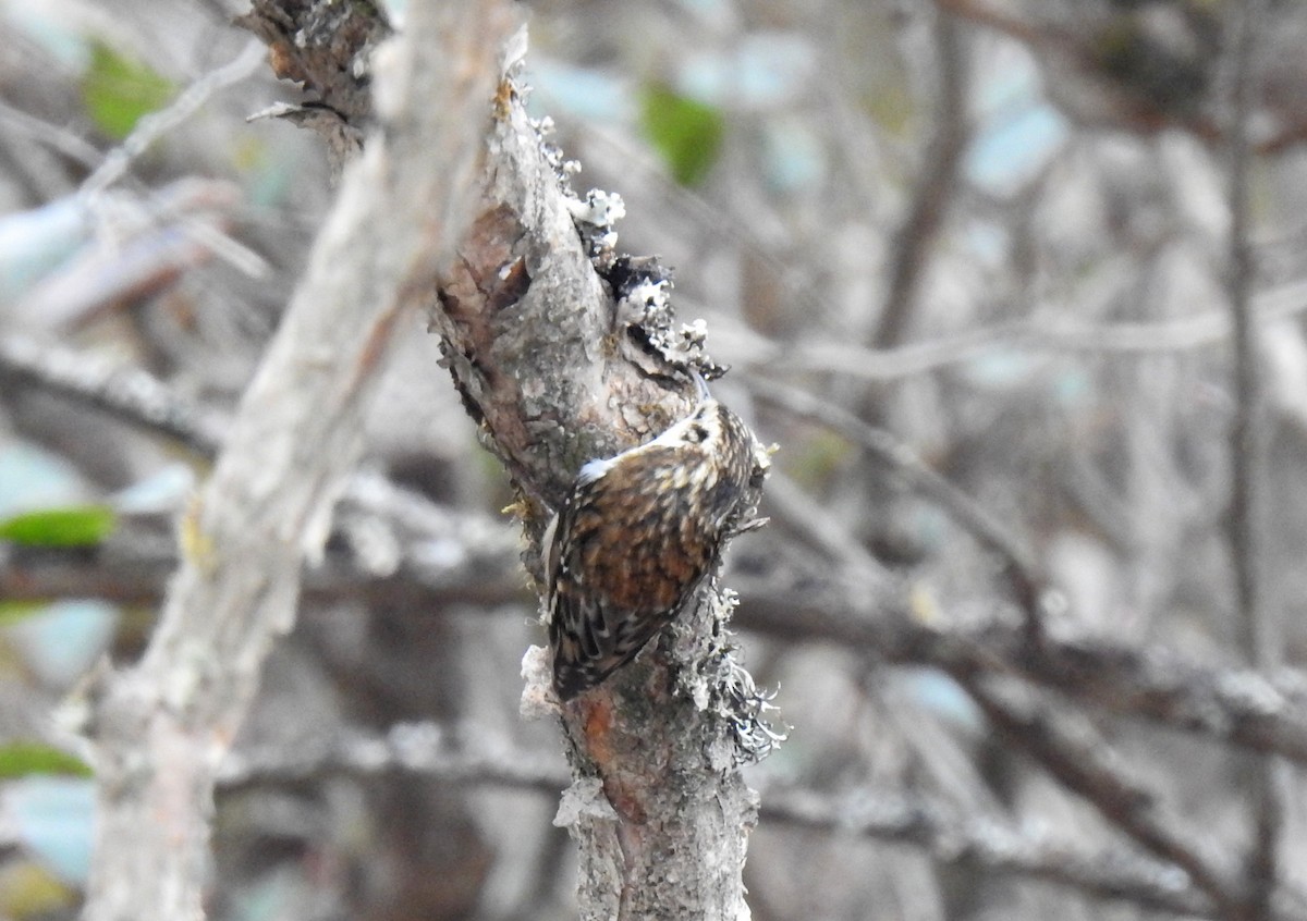 Rusty-flanked Treecreeper - ML470452591