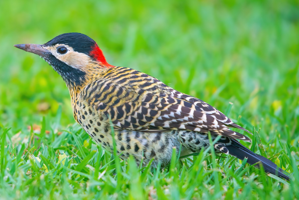 Green-barred Woodpecker - ML470453821