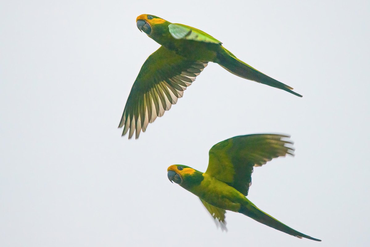 Yellow-eared Parrot - Jaap Velden