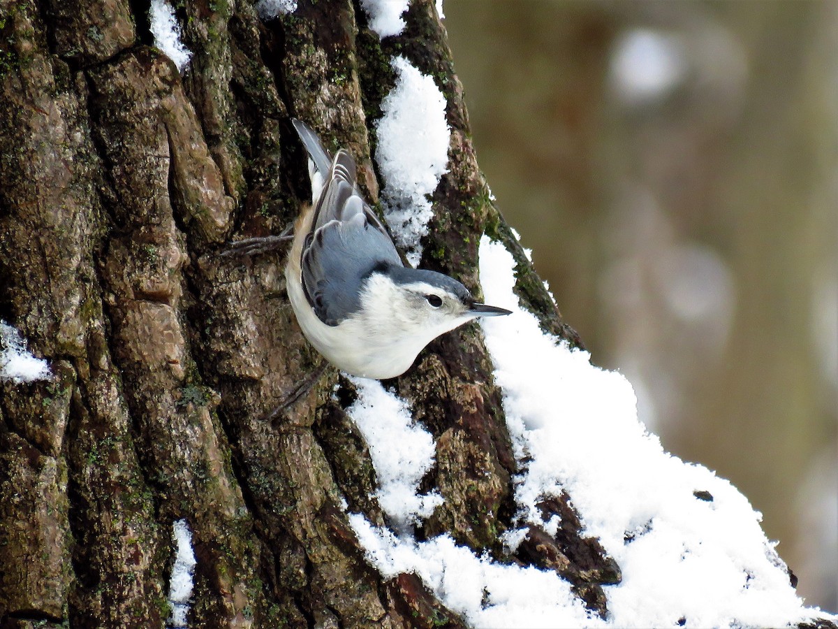 White-breasted Nuthatch - ML47046031