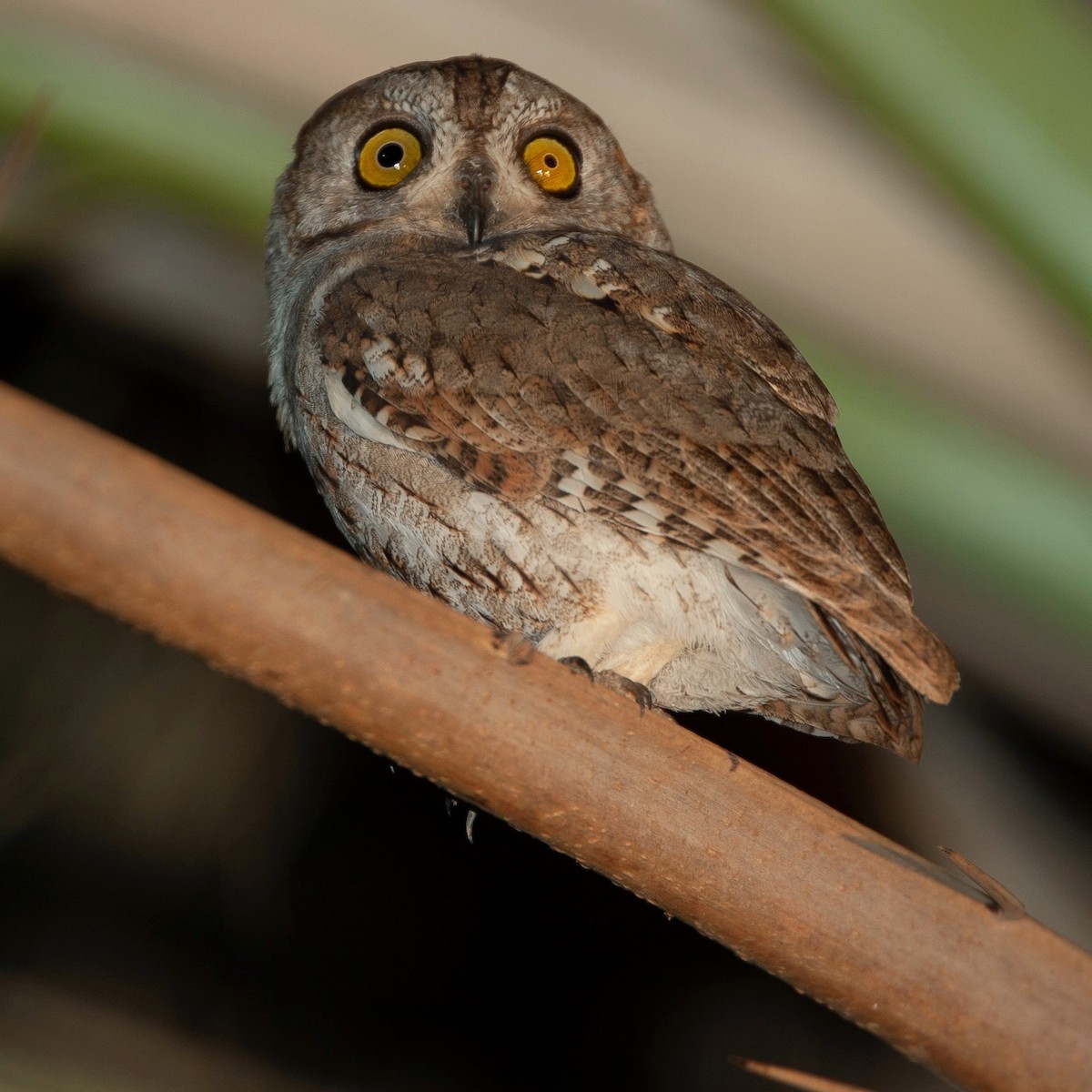 Socotra Scops-Owl - ML470461381