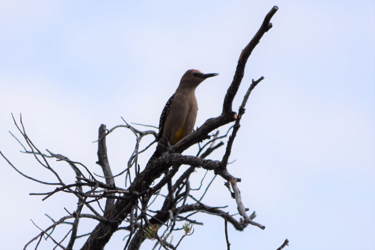 Gila Woodpecker - ML47046241