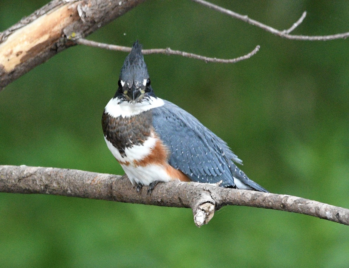 Belted Kingfisher - ML470468931