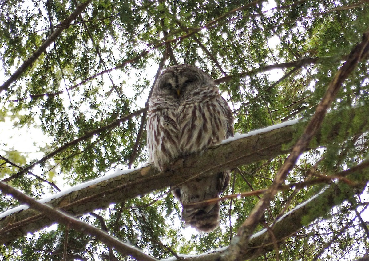 Barred Owl - ML47046931