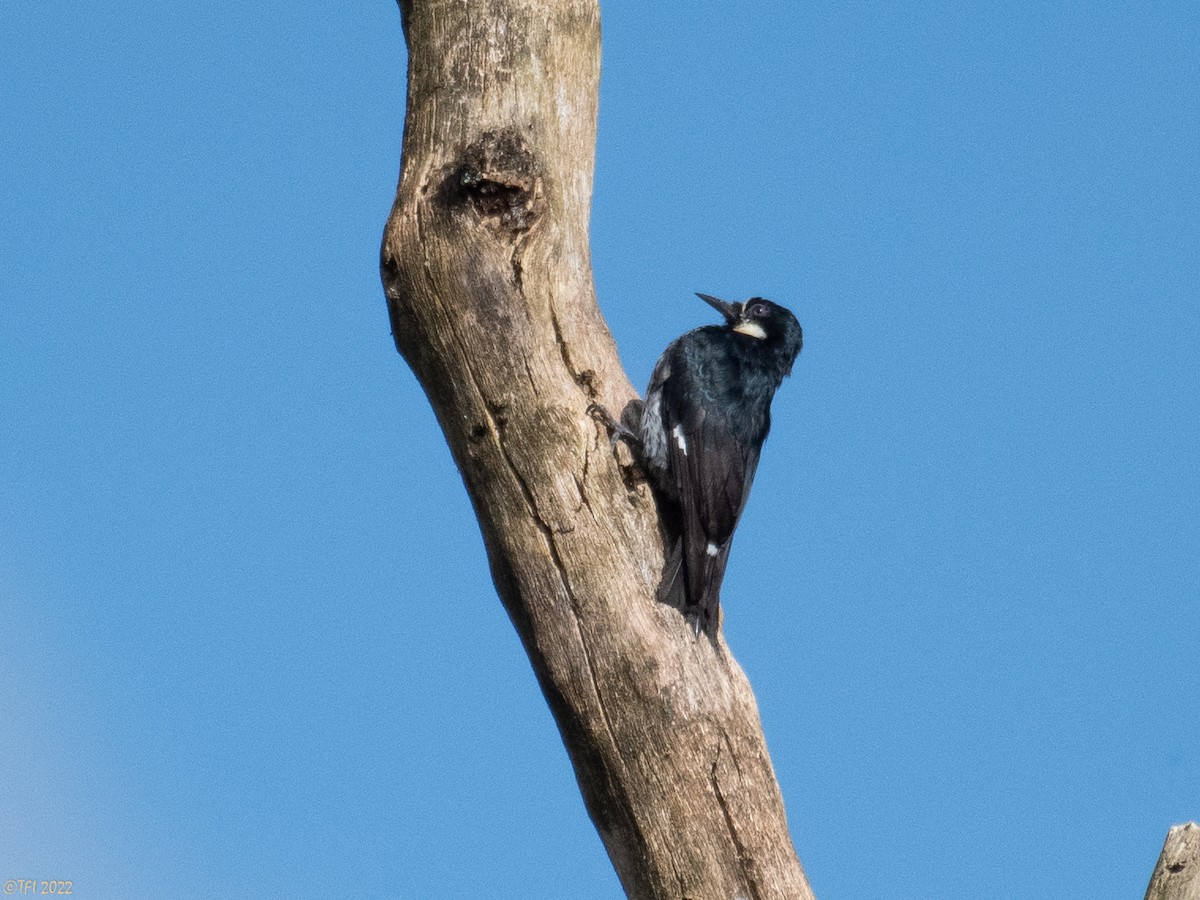 Acorn Woodpecker - ML470469411