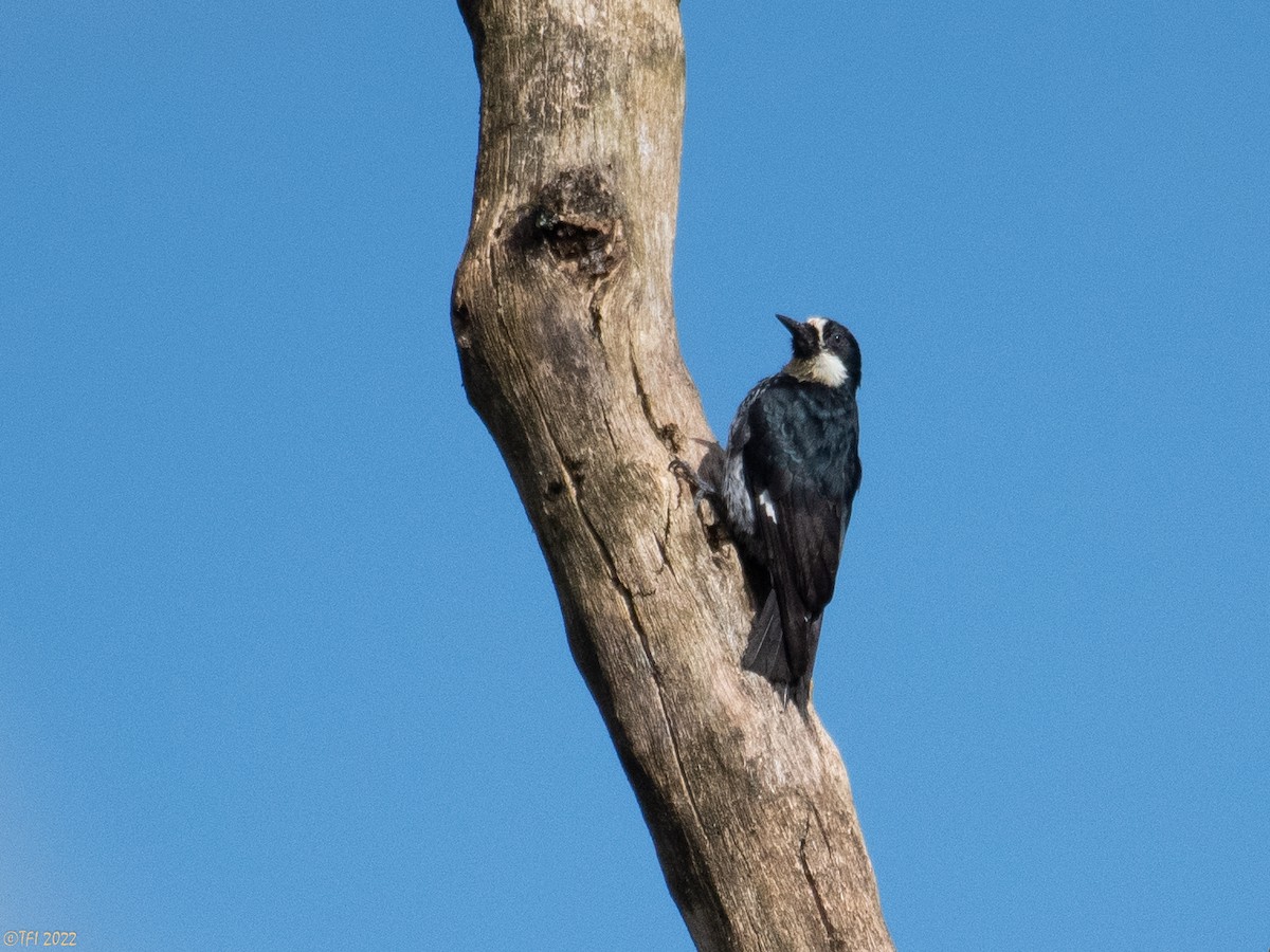 Acorn Woodpecker - ML470469421