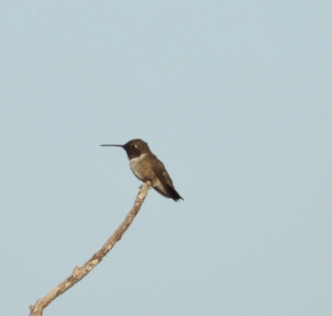 Black-chinned Hummingbird - ML470470301