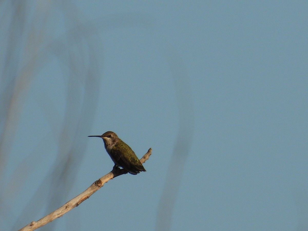 Black-chinned Hummingbird - ML470470311