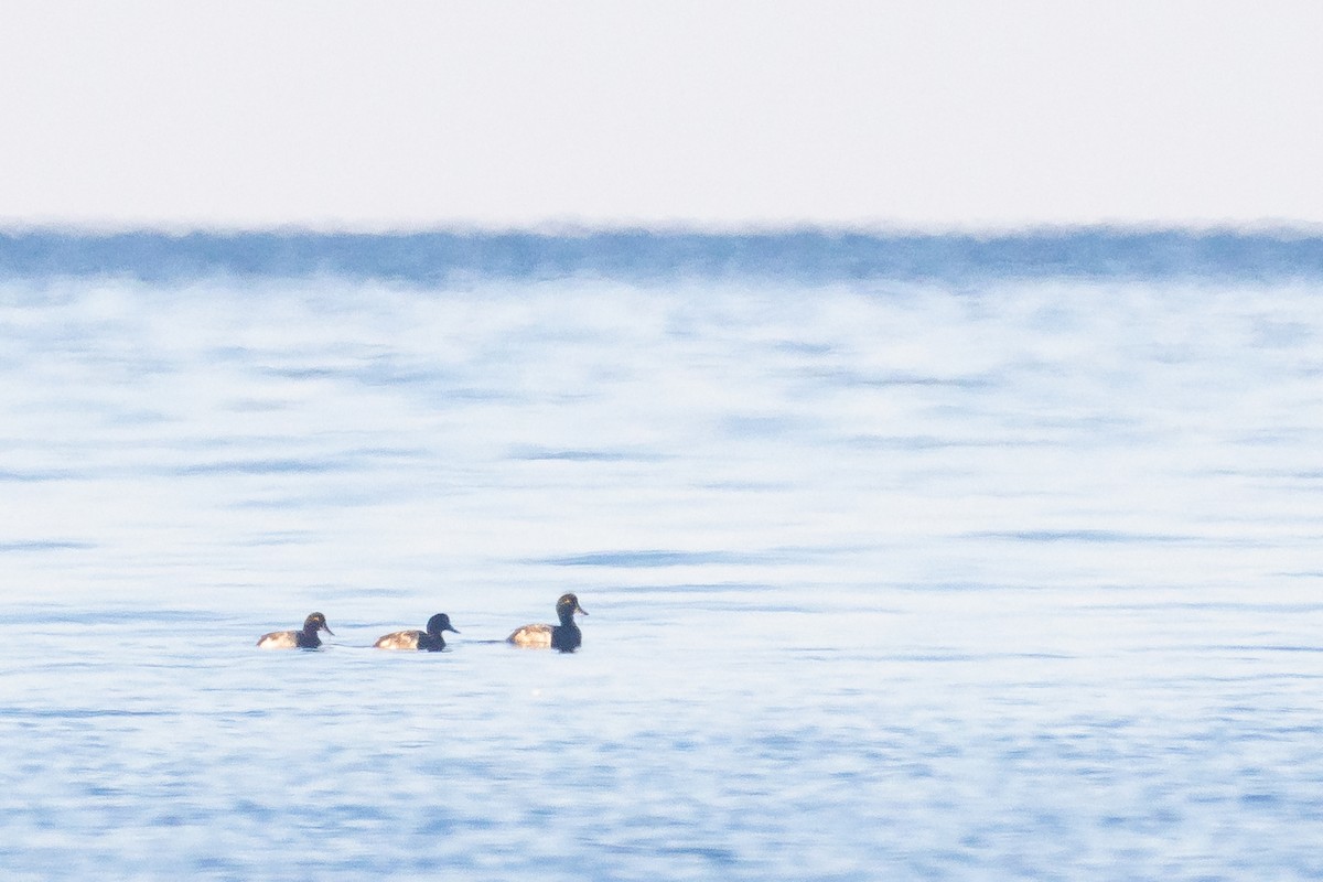 Greater Scaup - ML470471391