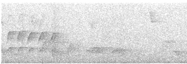 Тиранчик-довгохвіст жовточеревий - ML470472271