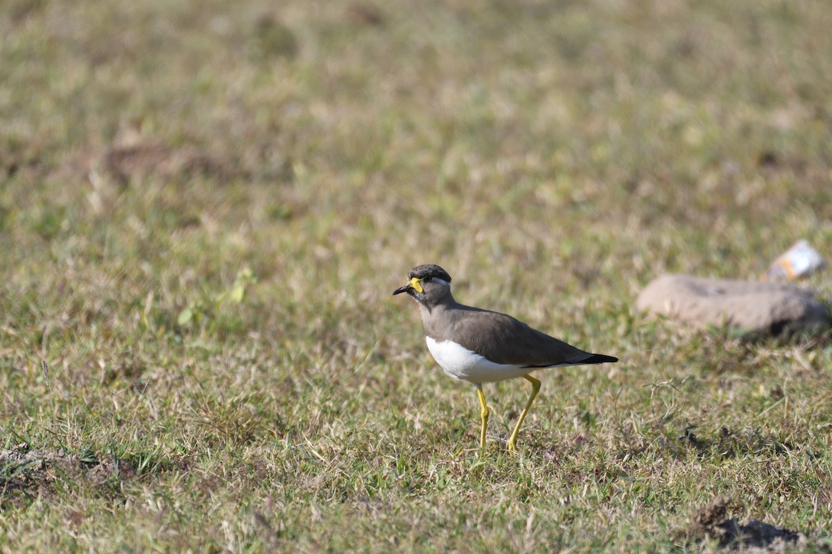 eBird Checklist - 14 Nov 2021 - Chandigarh, Suketri fields - 5 species