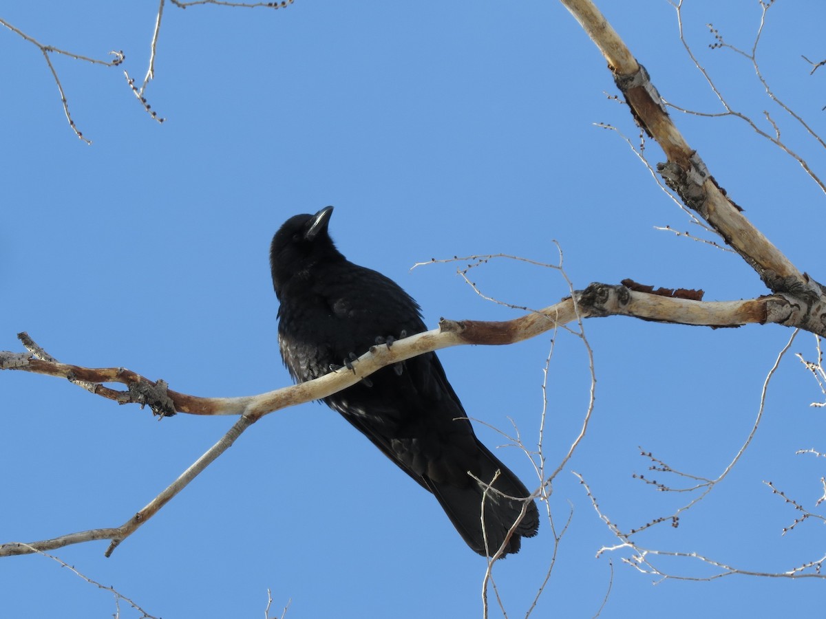 American Crow - ML47048091