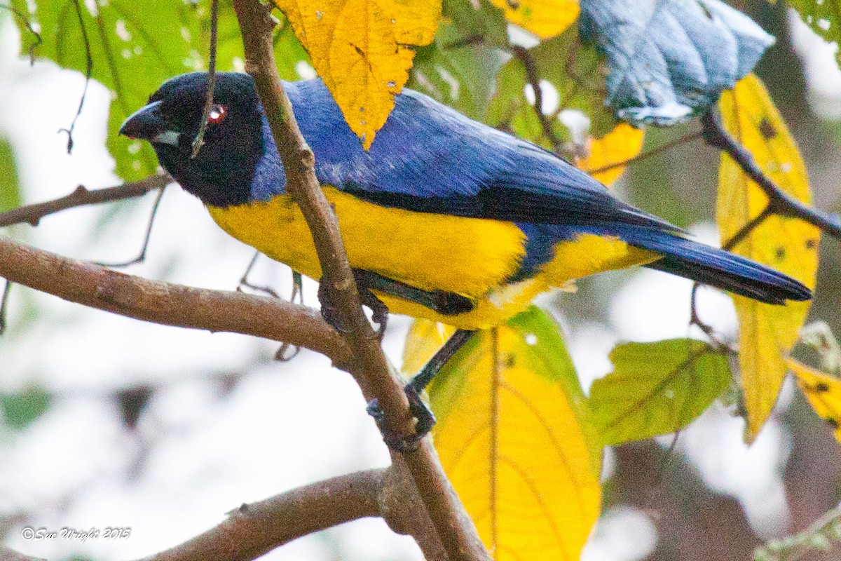 Hooded Mountain Tanager - Sue Wright