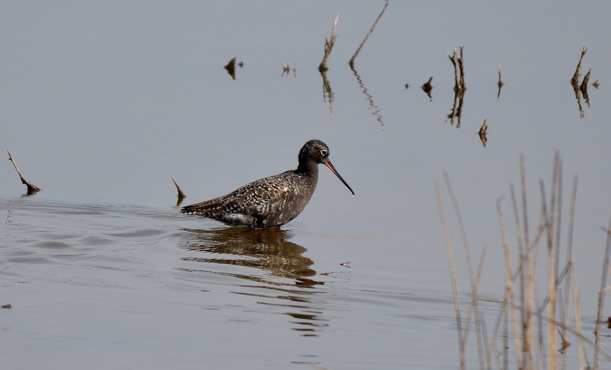 Spotted Redshank - ML470488481