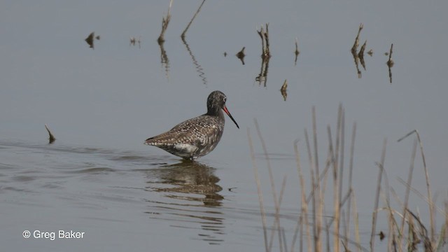 Spotted Redshank - ML470488491
