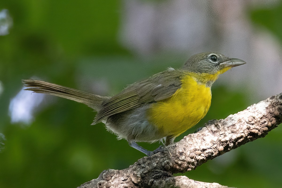 Yellow-breasted Chat - ML470490841
