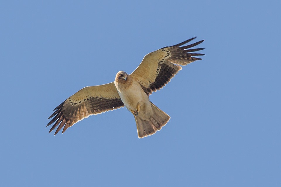 Booted Eagle - Luis Rodrigues
