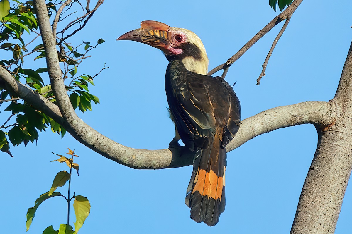 Luzon Hornbill - Ravi Iyengar