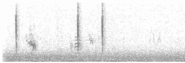 Colibri vesper - ML470495311