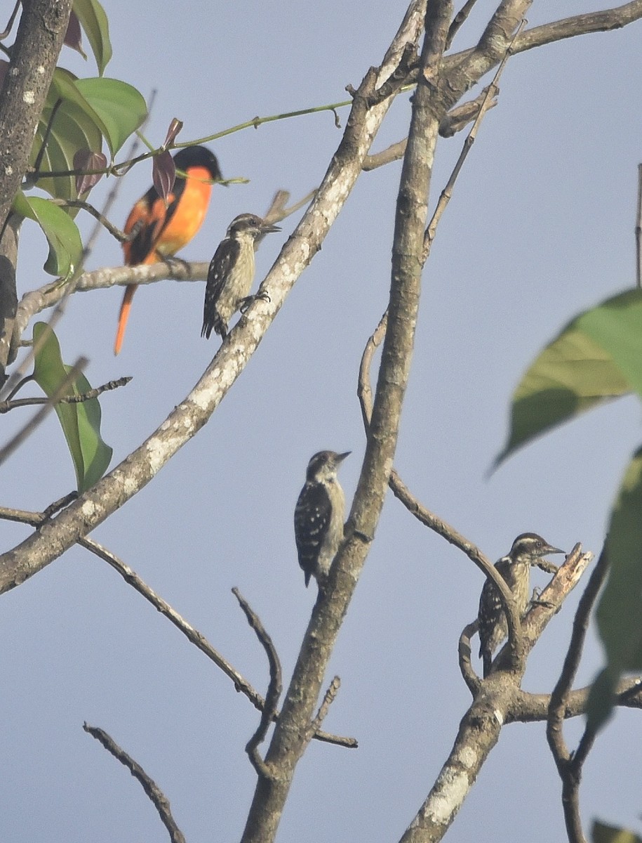 Brown-capped Pygmy Woodpecker - Afsar Nayakkan