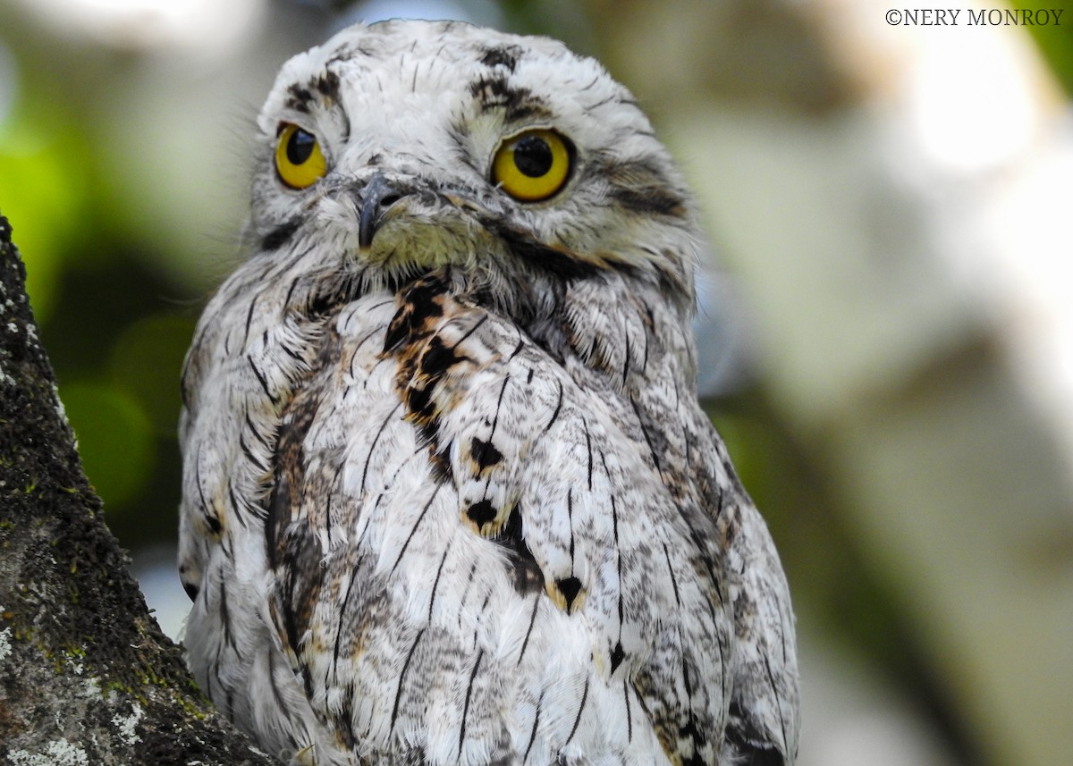 ML470500601 Northern Potoo Macaulay Library