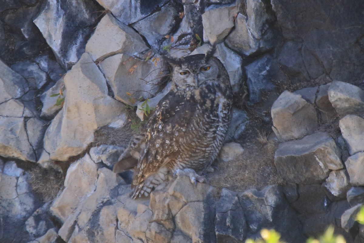 Cape Eagle-Owl (Northern) - Fabio Olmos