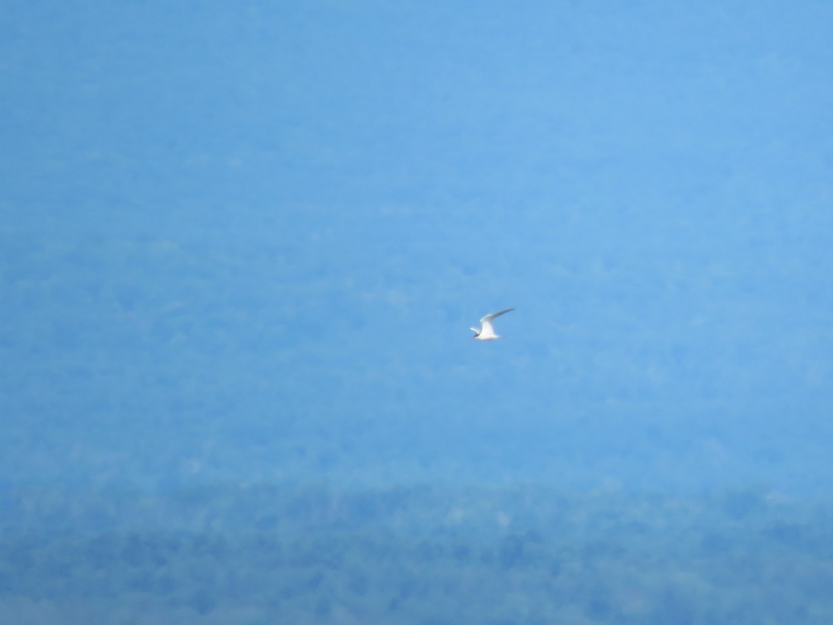 Common Tern - ML470502691