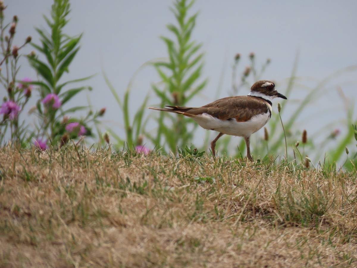 ML470511091 Killdeer Macaulay Library
