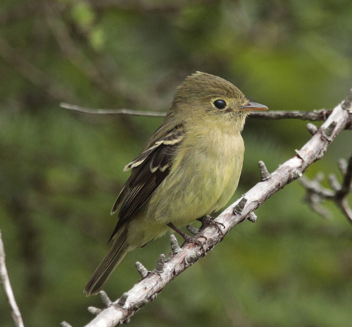 ML470511831 - Yellow-bellied Flycatcher - Macaulay Library