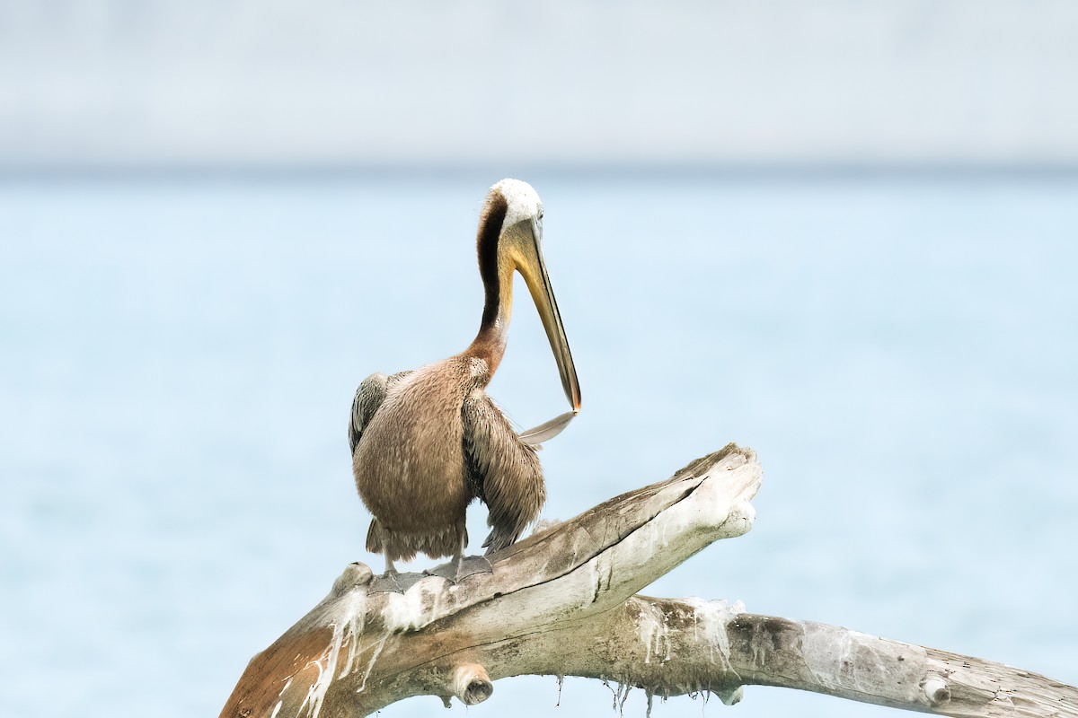 Brown Pelican - Jack Lefor