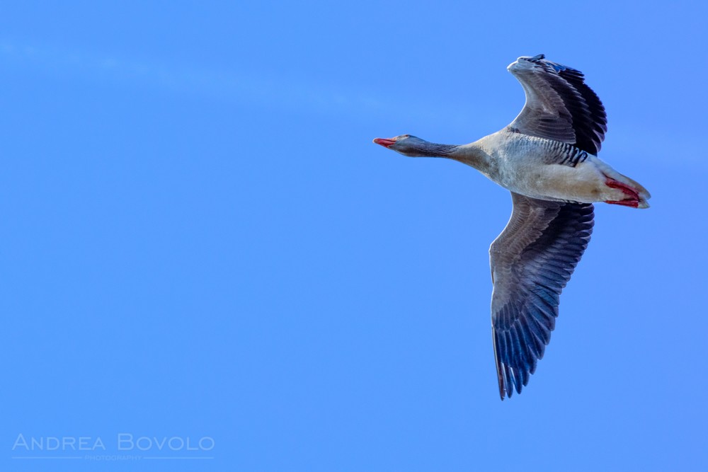 Pink-footed Goose - Andrea Bovolo