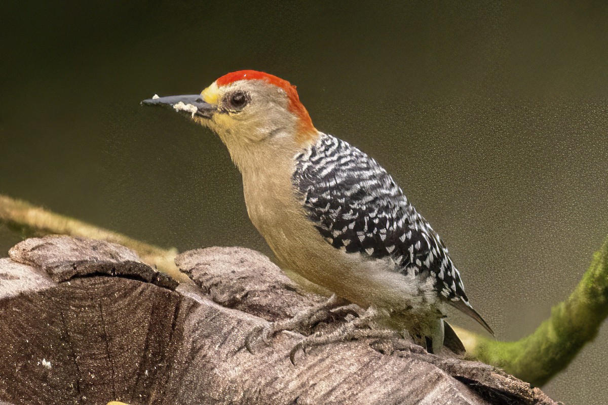 Red-crowned Woodpecker - ML470518611