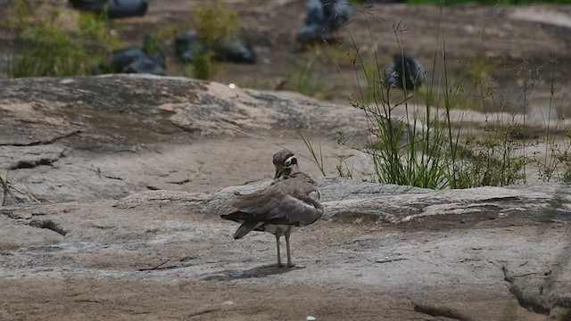 Great Thick-knee - ML470523121