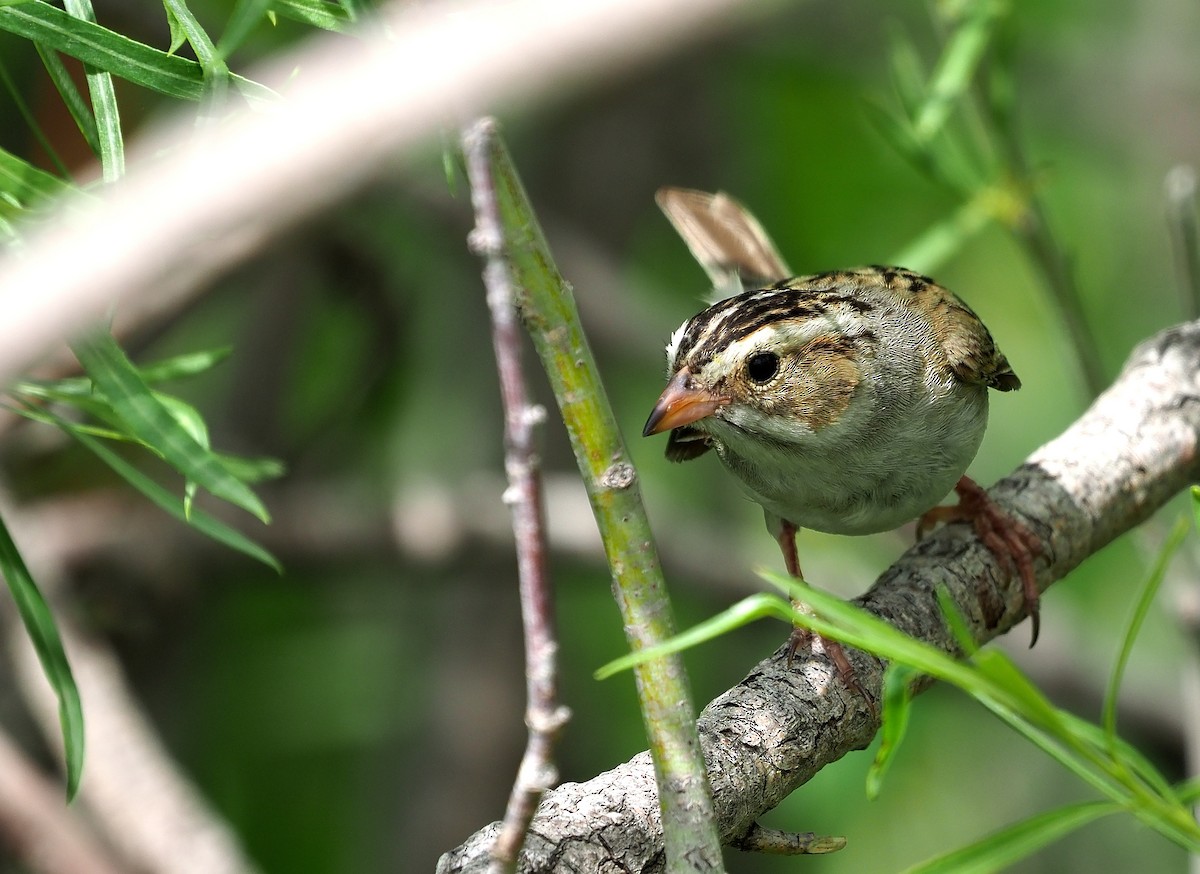 Clay-colored Sparrow - ML470524081