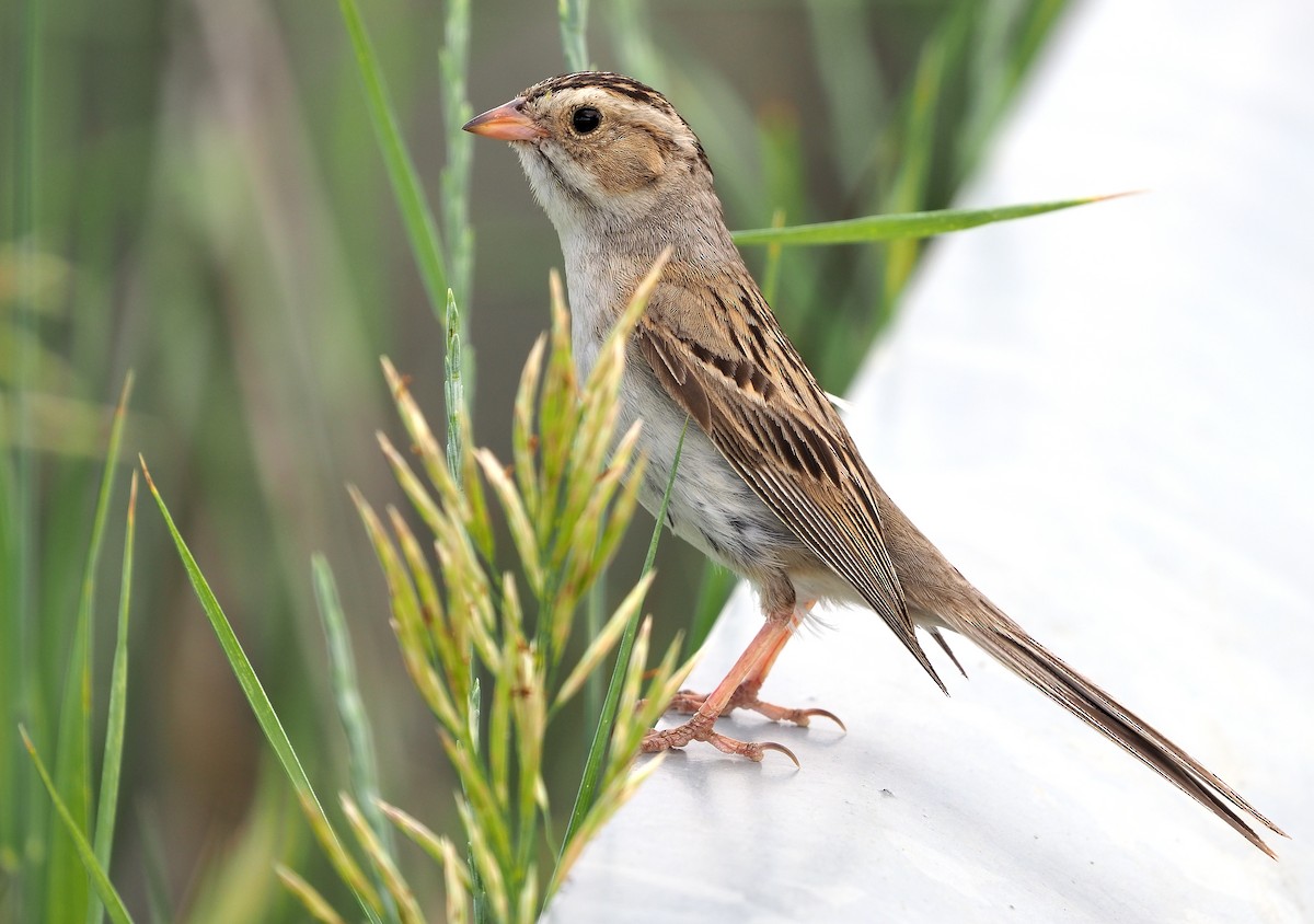 Clay-colored Sparrow - ML470524171