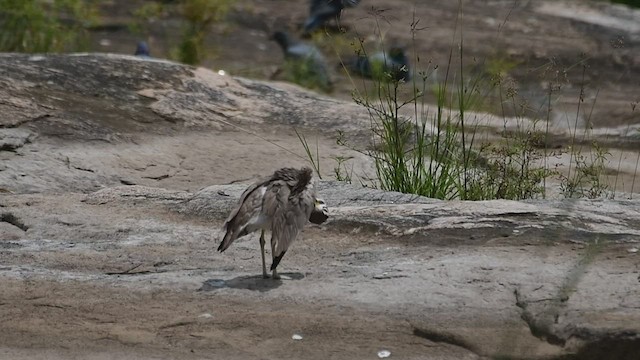 Great Thick-knee - ML470524181