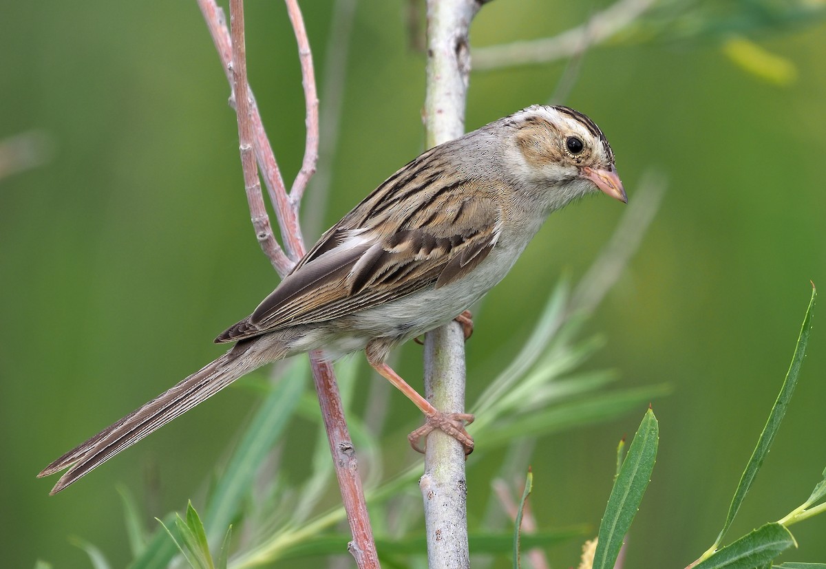 Clay-colored Sparrow - ML470524221