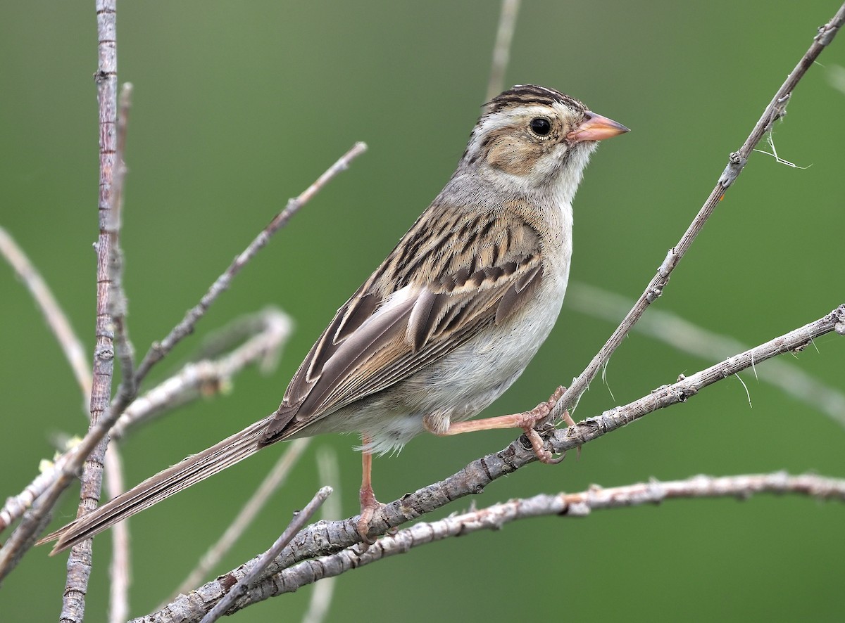 Clay-colored Sparrow - ML470524291