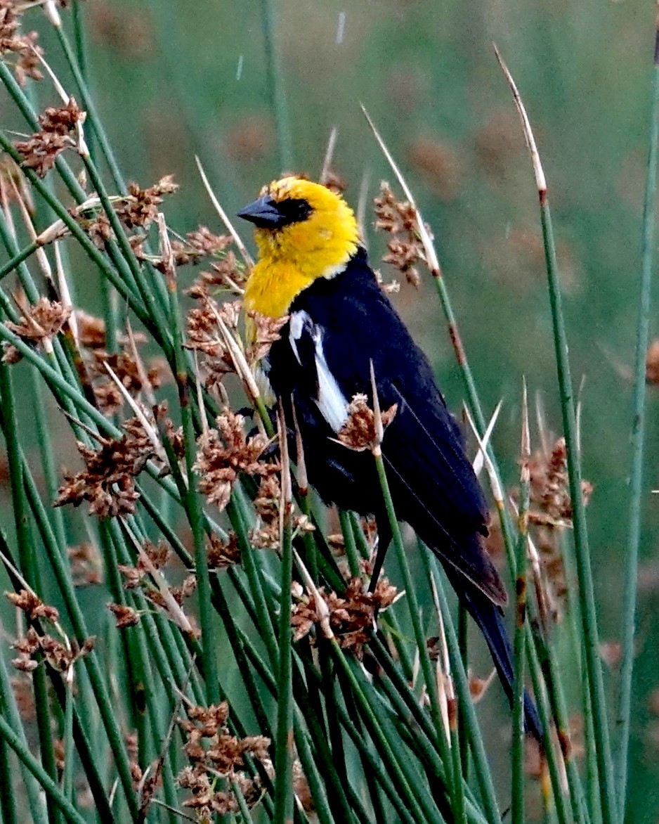Yellow-headed Blackbird - ML470524381