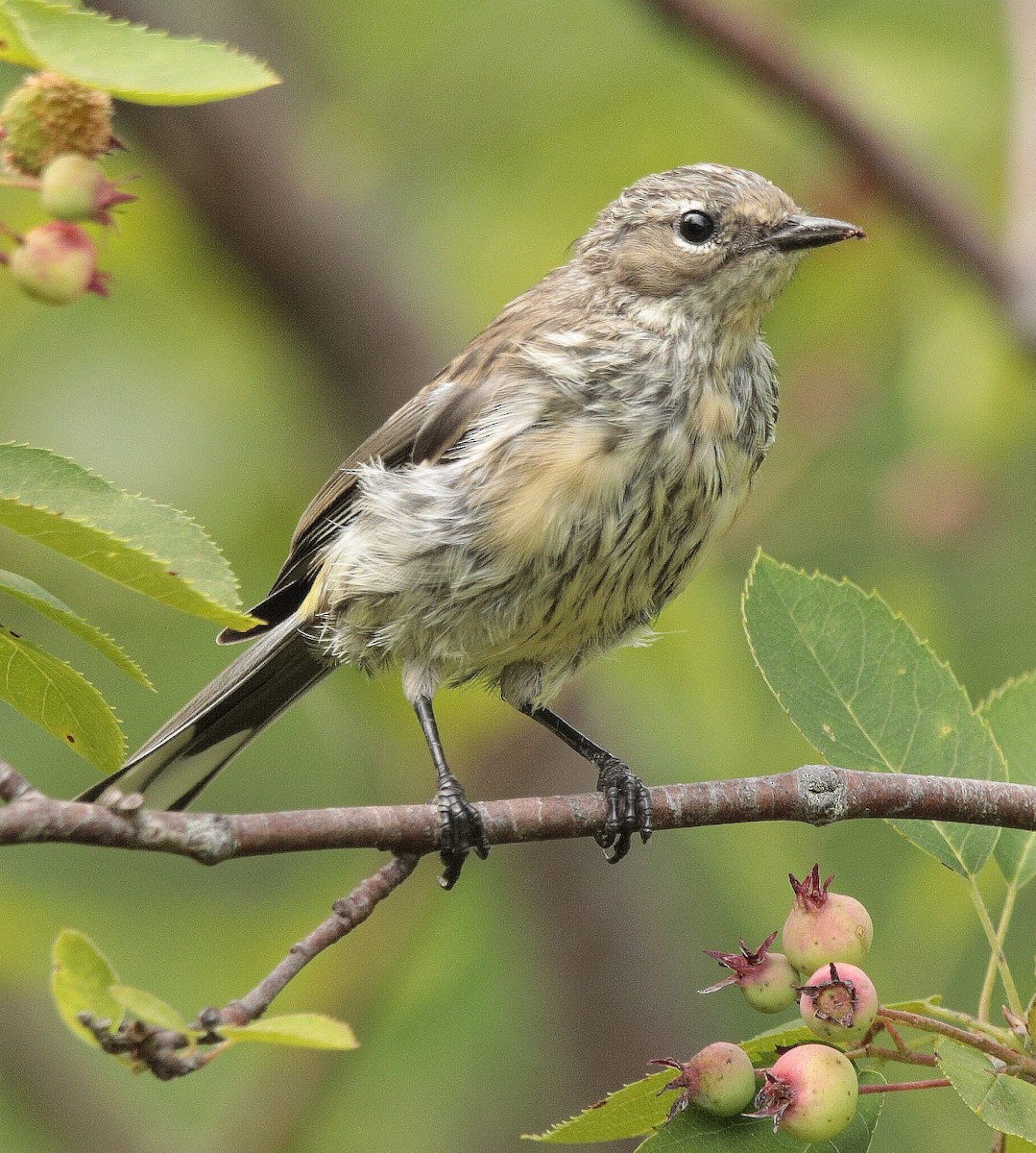 Yellow-rumped Warbler (Myrtle) - Charles Fitzpatrick