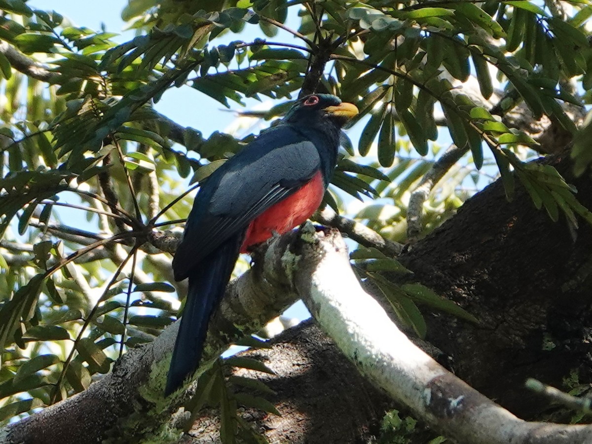 Black-tailed Trogon (Black-tailed) - Barry Reed