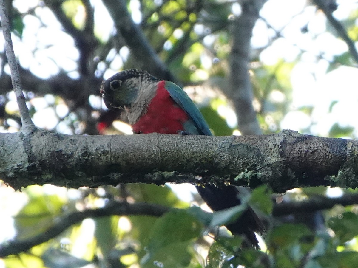 Crimson-bellied Parakeet - ML470539411
