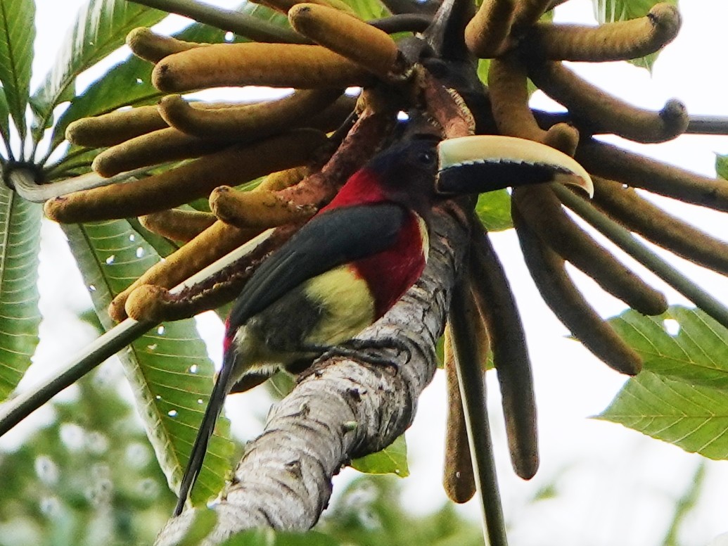 Red-necked Aracari (Western) - Barry Reed