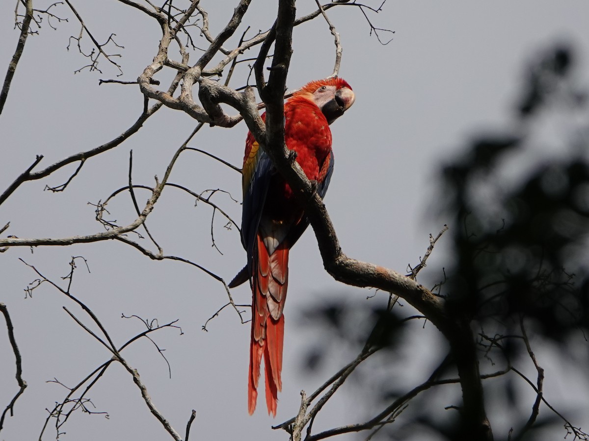 Scarlet Macaw - Barry Reed