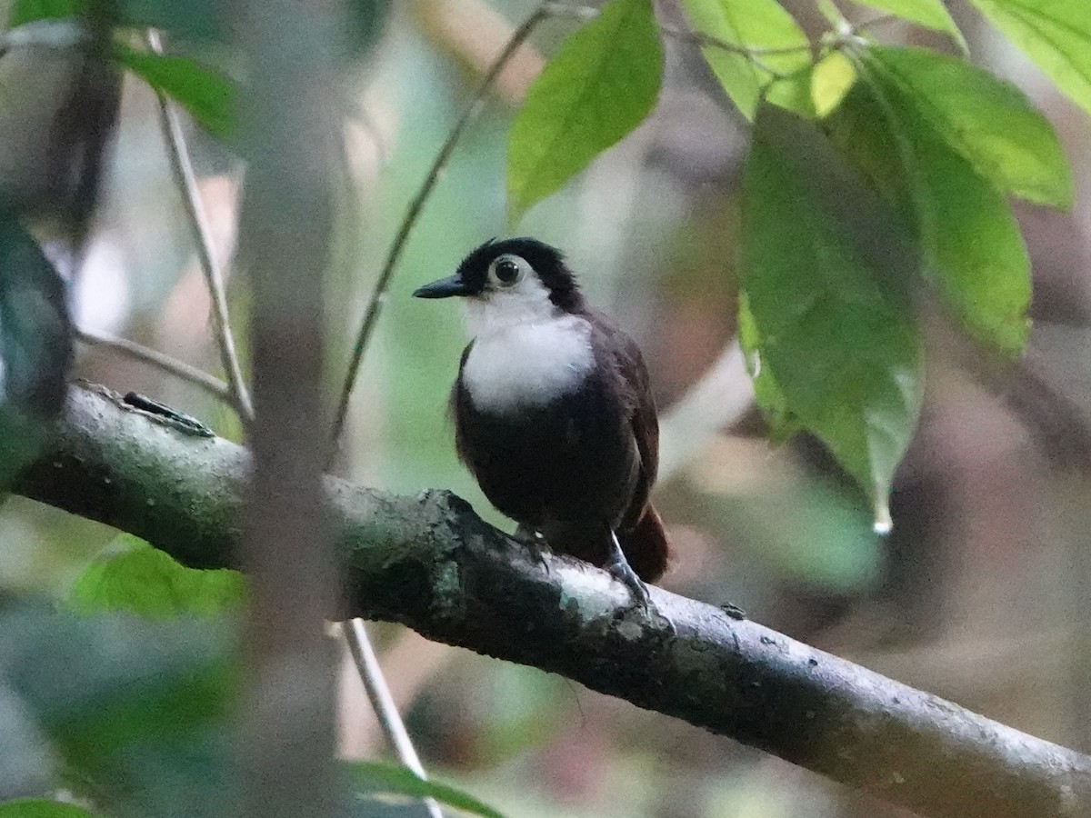 White-breasted Antbird - ML470539781
