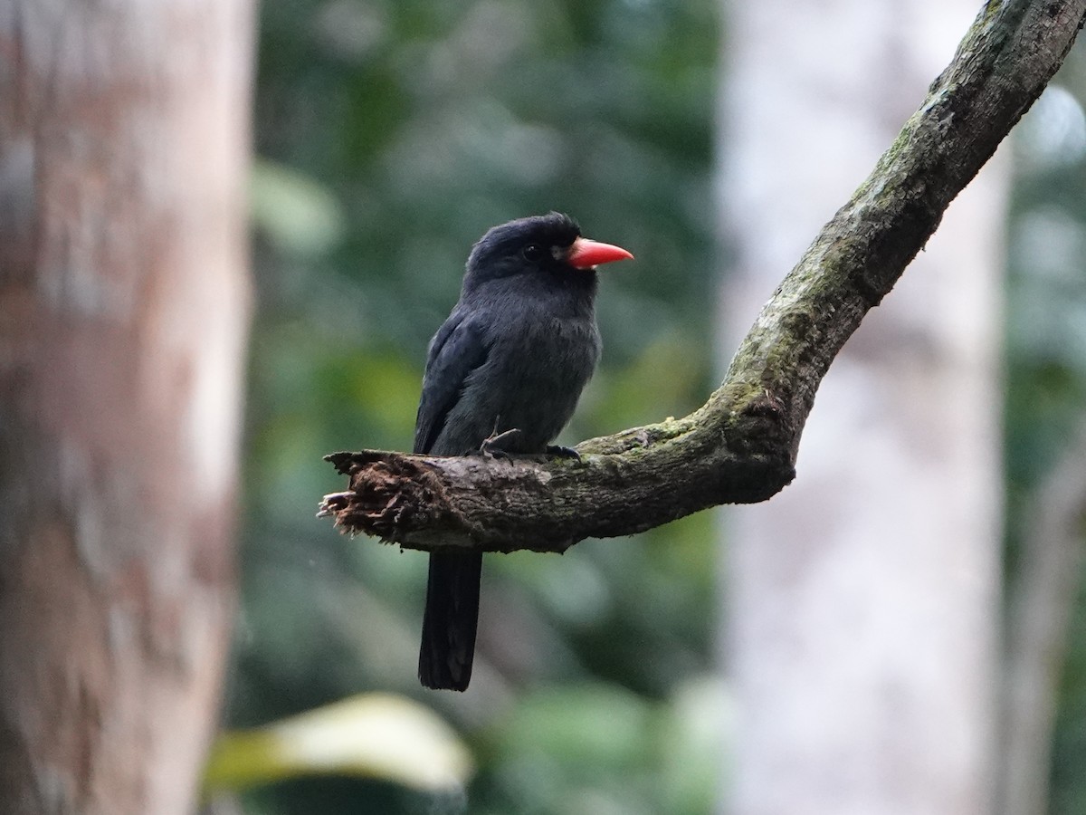 White-fronted Nunbird (White-fronted) - Barry Reed
