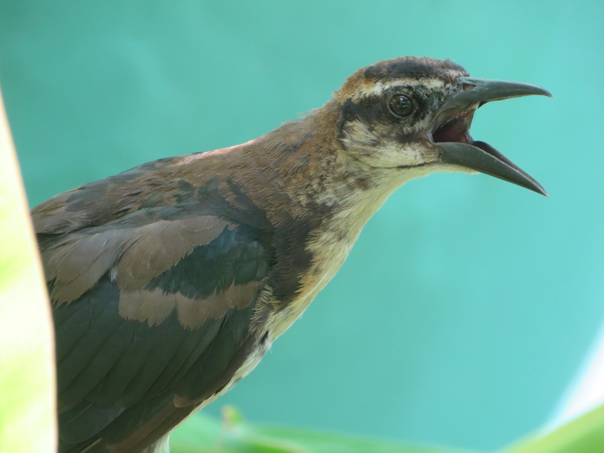 Boat-tailed Grackle - ML470542521