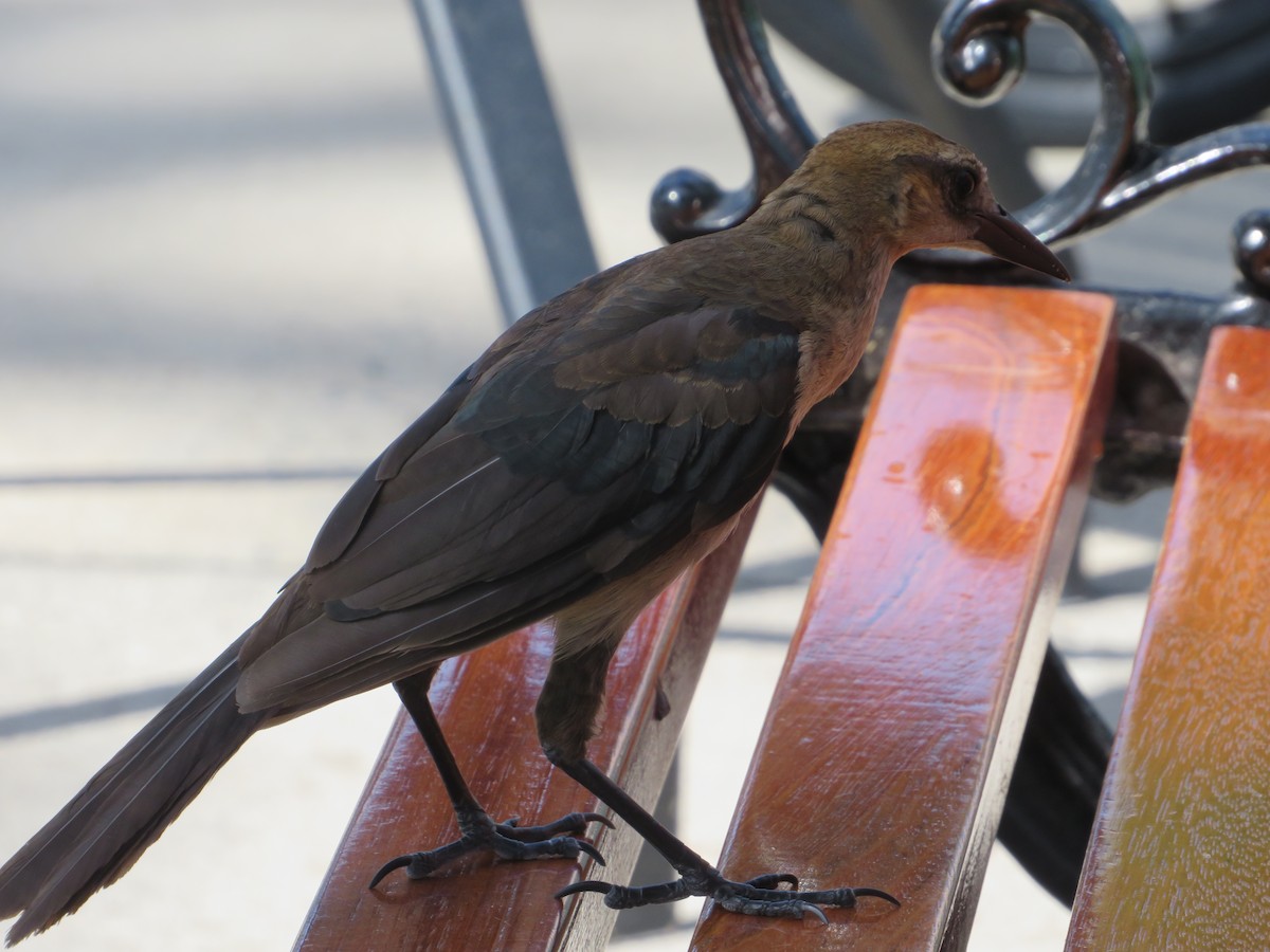 Boat-tailed Grackle - ML470542531