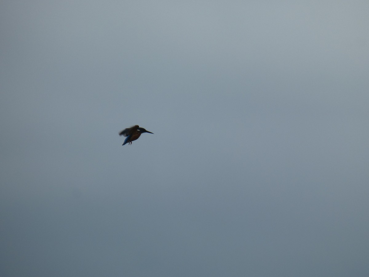 Common Kingfisher - ML470547151